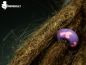 Preview: dreadperlen purple lilac, fimo dreadperlen, dreadshop, shop fuer dreadlocks, dreadlockschmuck aus fimo, dreadschmuck und mehr, dreadstyle, dread beads polymer clay, dk, fimo dreadperlen, dreadschmuck aus fimo, polymer clay dread beads, dreadlocks jewelr
